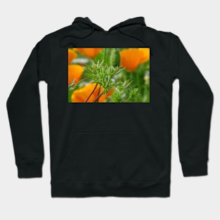 Eryngium in CaliPops Hoodie